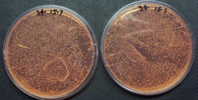 Rhizobia1